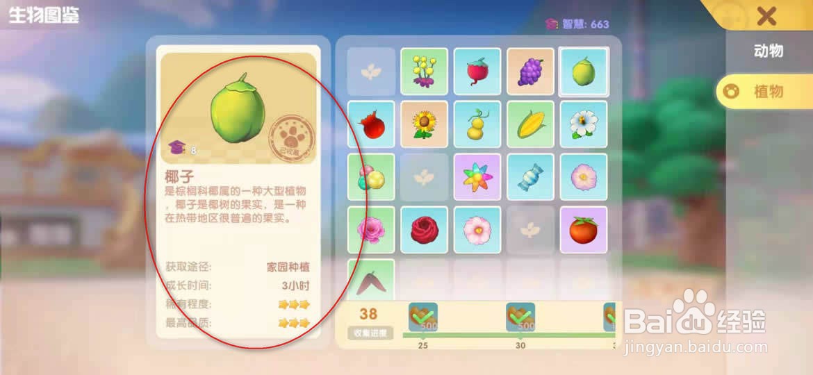 摩尔庄园椰子怎么得