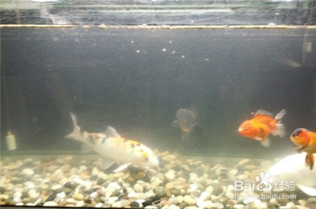 鱼缸水起白雾怎么解决