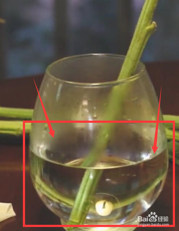 向日葵插水里要怎么养