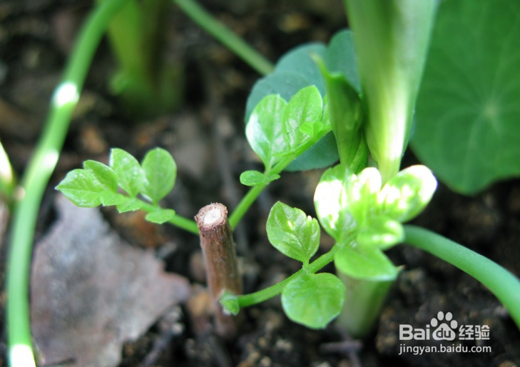 凌宵花的养殖方法