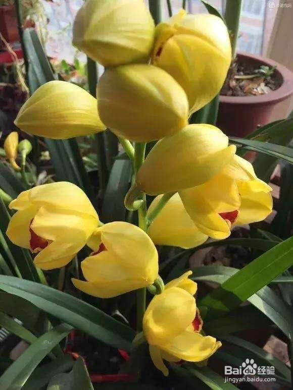 6种兰花爱开花，一开变成“花瀑布”，太美了！