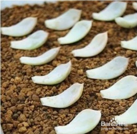 冬天多肉叶片扦插方法