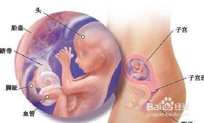 怀孕三个月胎儿图？怀孕三个月注意事项