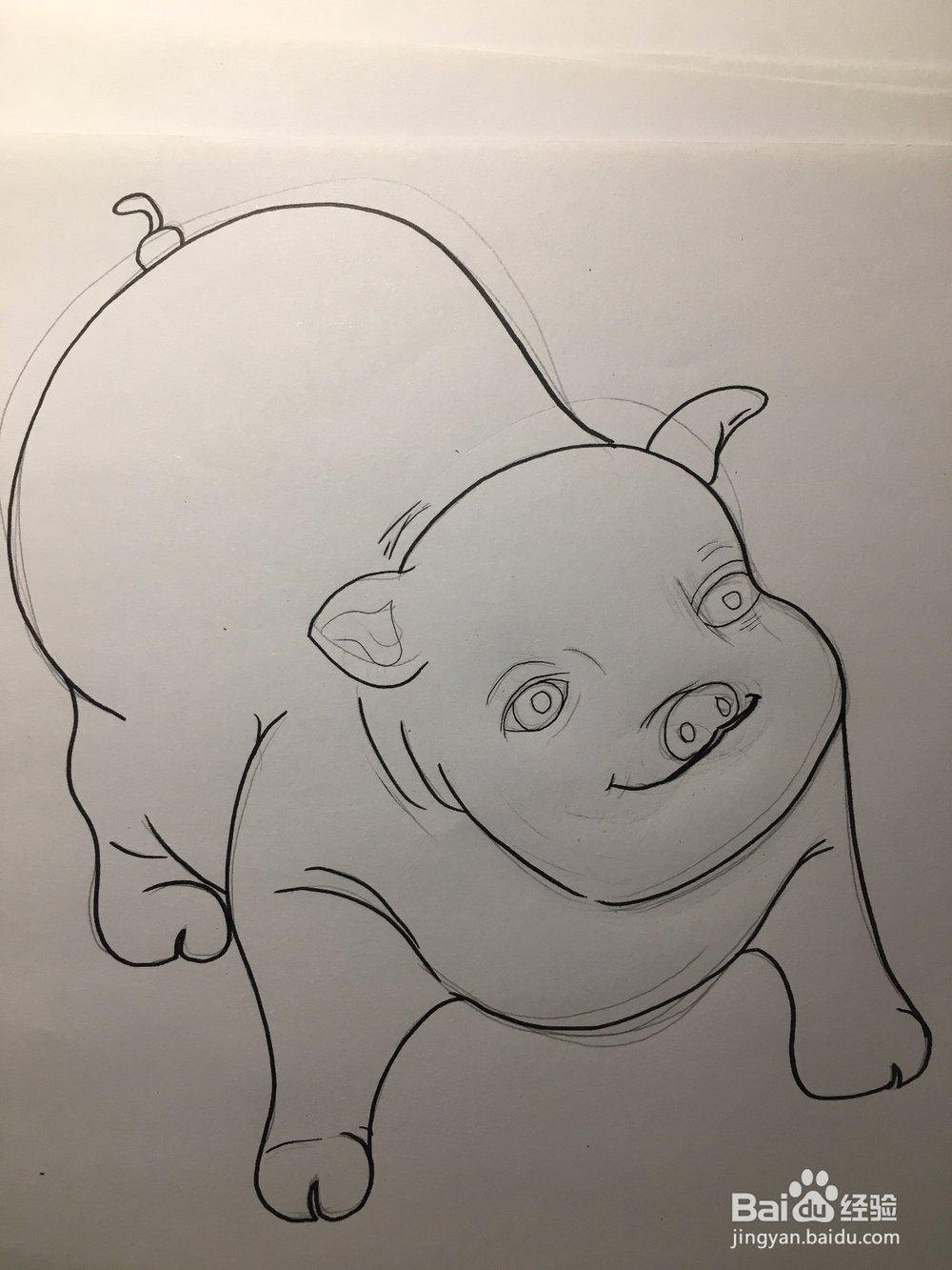 教你画一只萌萌的肥猪 猪年简笔画猪