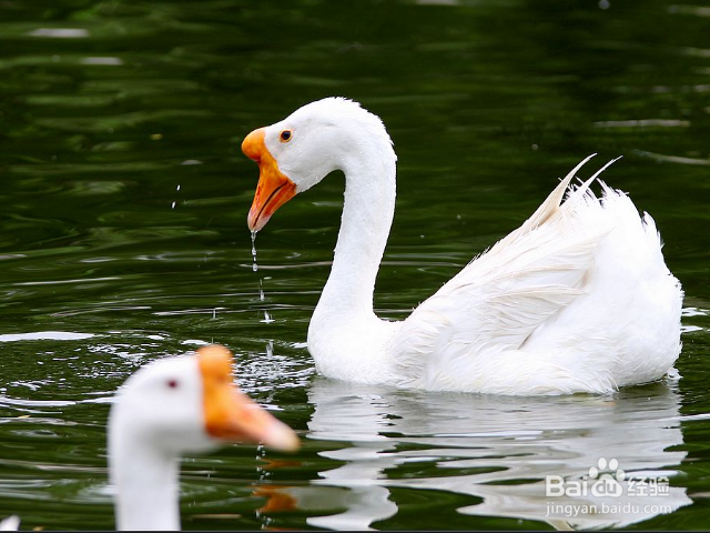 鹅的养殖方法和技术
