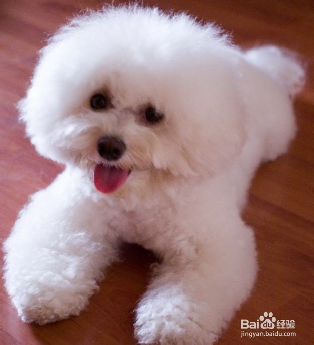 狗狗有眼屎怎么回事