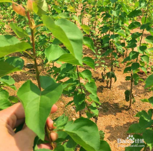 栽楊樹苗怎么栽成活率高