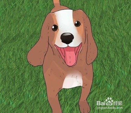 柯基动作的含义图解