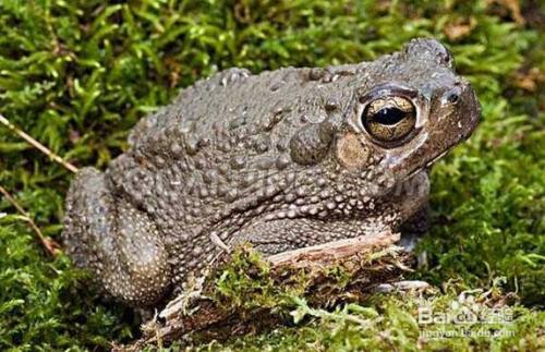 蛤蟆叫声扰民小妙招