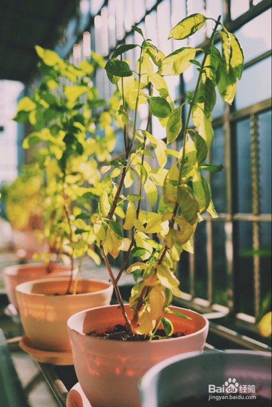 #首晒#佳能EOS数码单反相机开箱