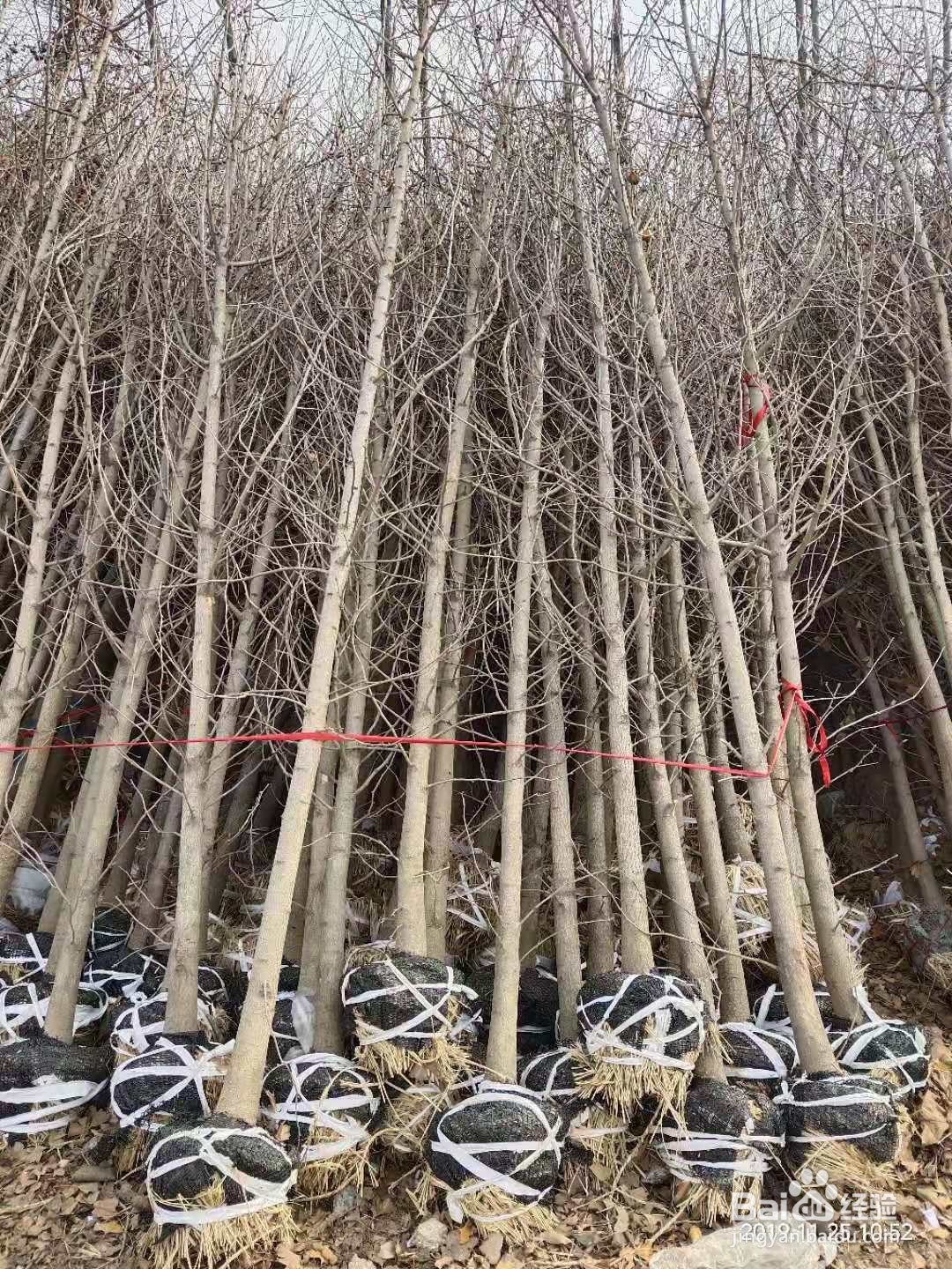 识别银杏树雌雄株的方法