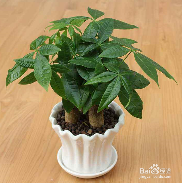 春季给植物换盆该注意些什么？