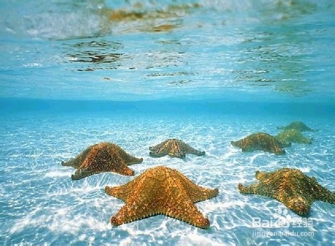 智能手机水下拍摄实用小技巧