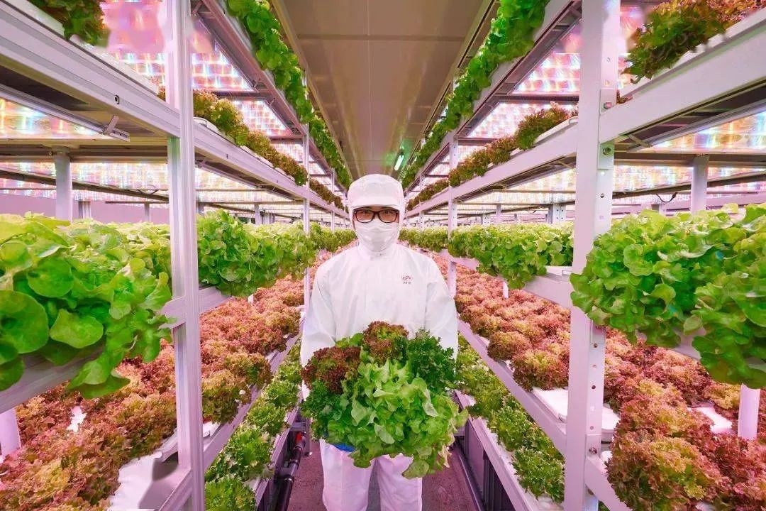 植物工厂是什么