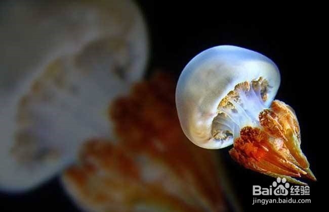 如何采购海蜇？