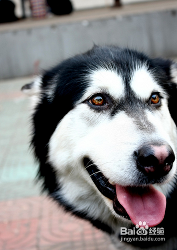 阿拉斯加怀孕了怎么办