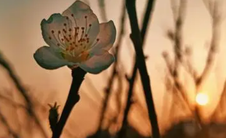 我与旧事归于尽 来年依旧迎花开全诗是什么