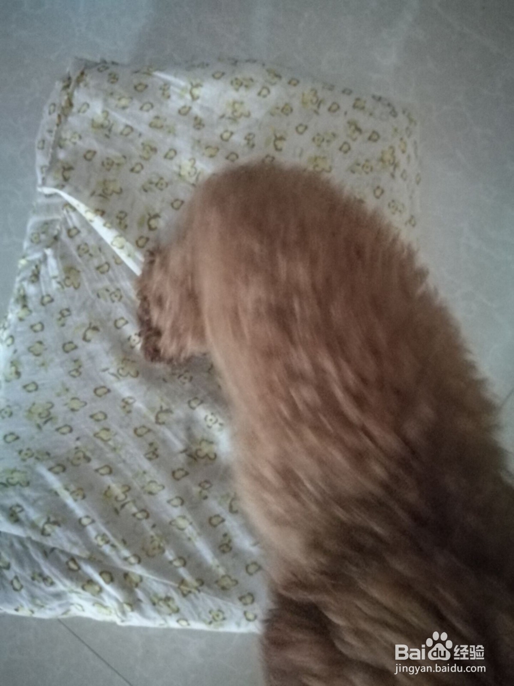 怎样不花钱打造泰迪狗的日常生活?