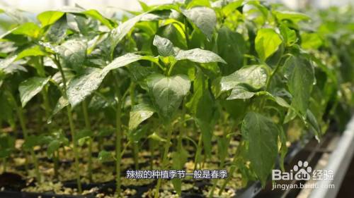 辣椒的种植季节一般是春季,而采用大棚种植的可以提前到早秋.
