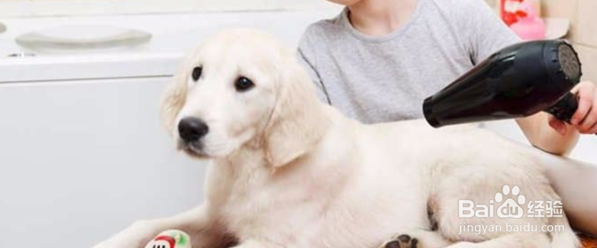 给狗狗洗澡的正确顺序