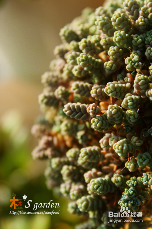 植物摄影小窍门+皮神山大王记