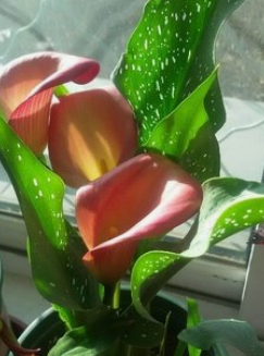 冬天怎么养护才能让彩色马蹄莲开花