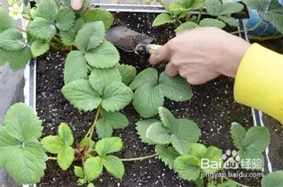 花盆草莓怎样在家养殖