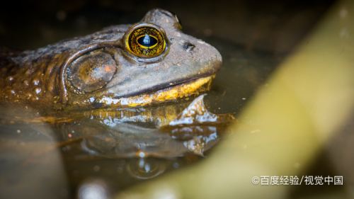 所以当空气中湿度增大的时候,牛蛙也会通过叫声,表达自己的心情