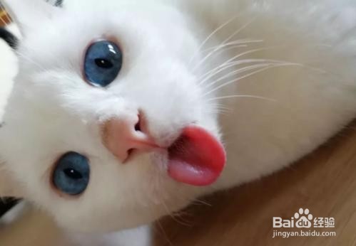 猫的舌头有什么作用?