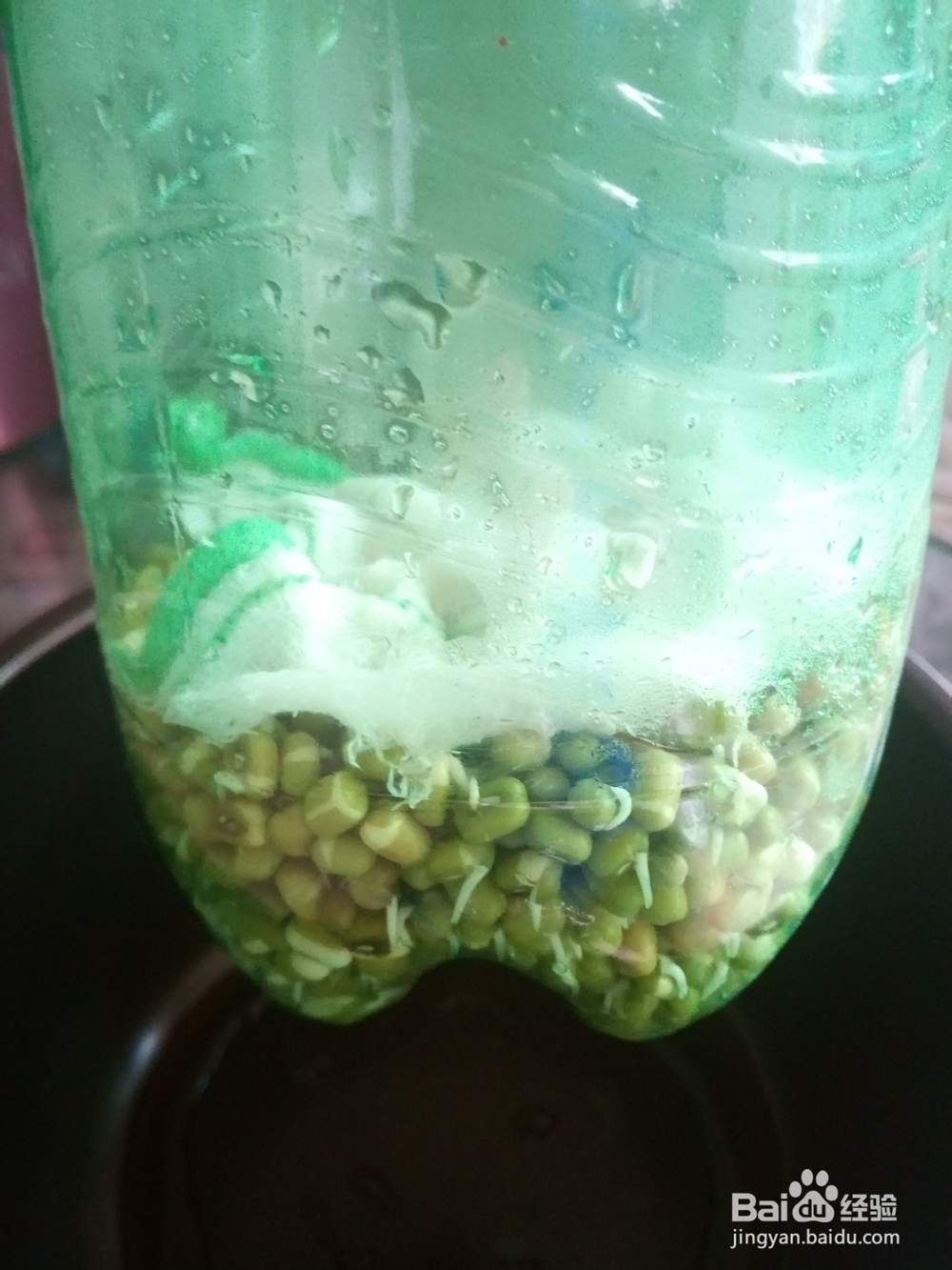 教你自制绿豆芽