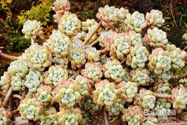 新手如何养多肉植物？