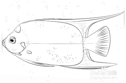 如何画女王神仙鱼