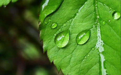 高中生物实验 绿叶色素的提取