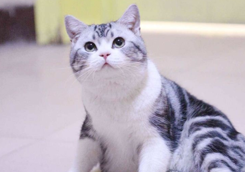 猫的品种