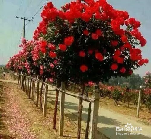 月季树养殖方法