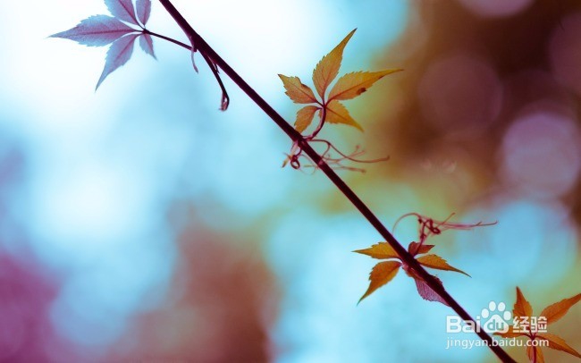 这些星座老公小金库会主动上交,是你老公吗?