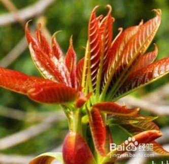 缓解痛经、保护秀发,盘点让你更健康的食物