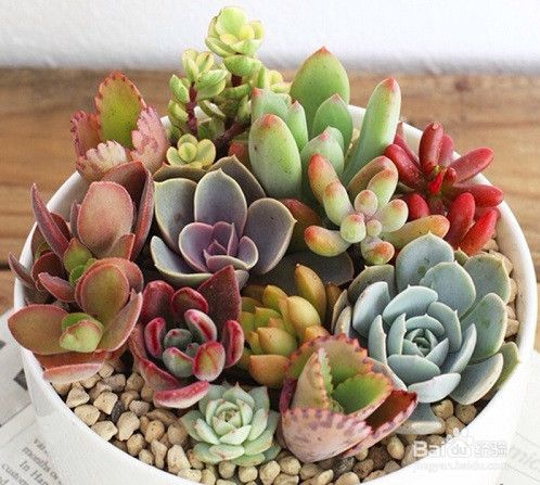 多肉植物常见种类介绍及养殖注意事项 百度经验 多肉植物常见种类介绍及养殖注意事项 百度经验