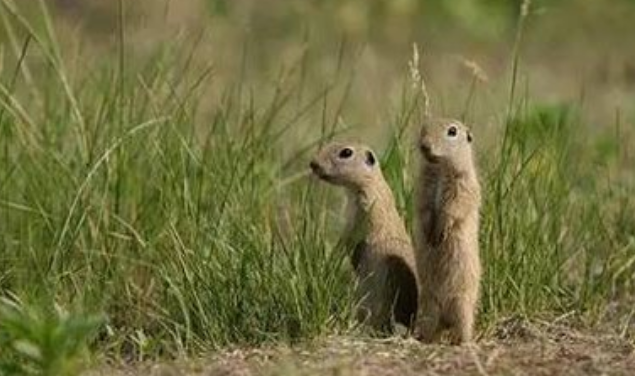 你还知道哪些动物用语言传递信息