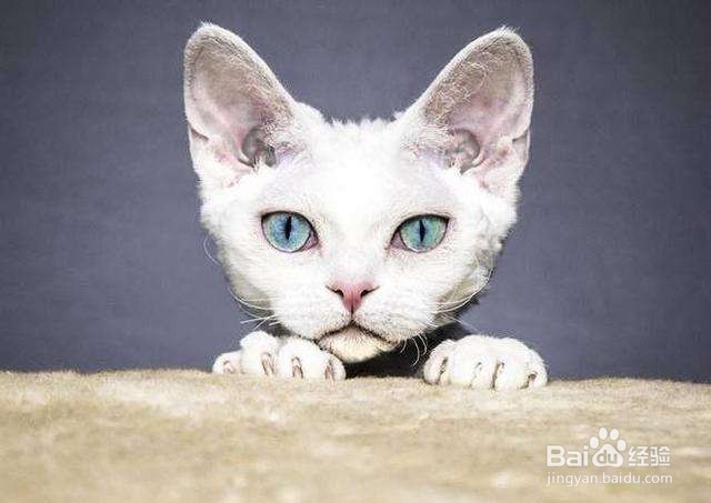 不要以毛取猫——浅谈猫咪的毛色