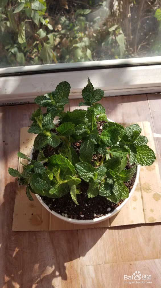 薄荷长红蜘蛛怎么处理