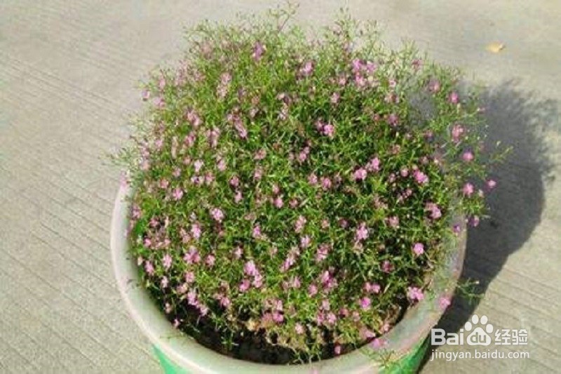 满天星刚买来怎么处理