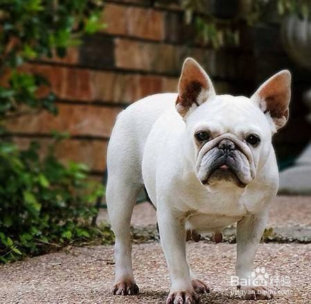 爱尔兰猎狼犬的养护知识