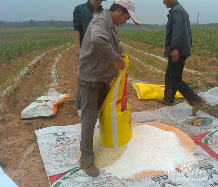 如何种植甘蔗才可以增加甘蔗的产量