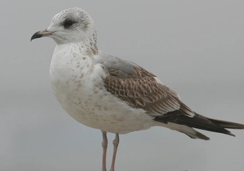 海鸥有什么特点
