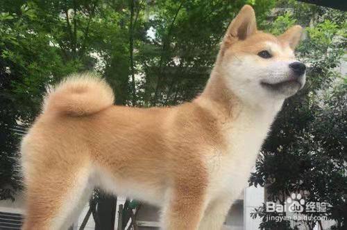 1.金钱尾.尾巴自然卷起,像一个圆的铜板那样,寓意旺财,名声好 2.
