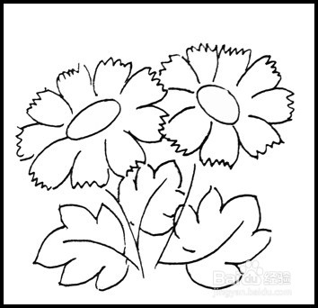 怎样画简笔画（花卉）：[8]菊花1
