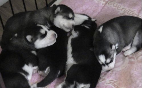 合理护理哈士奇幼犬的方法