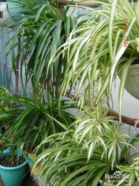 新房除甲醛妙招大全