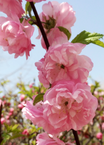 认识五颜六色高观赏价值的花卉及用途